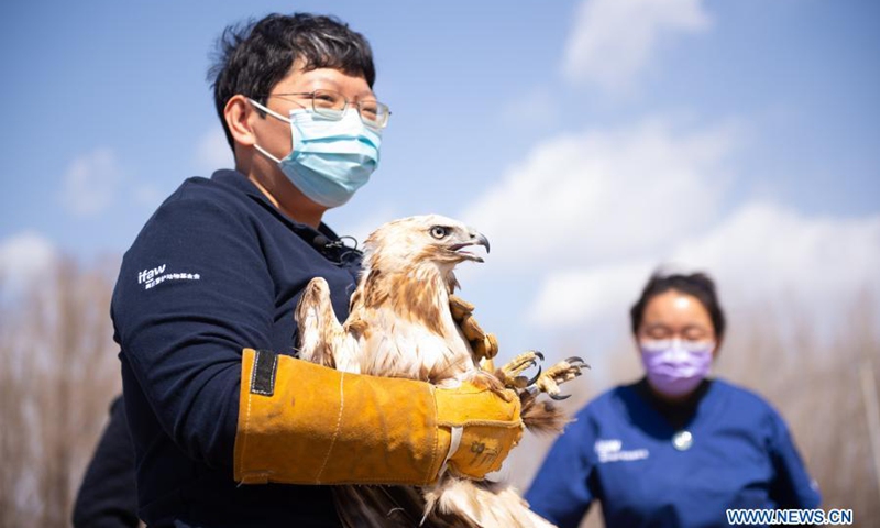 Zhou Lei (L), a staff member with ifaw Beijing Raptor Rescue Center, prepares to release a buteo in Beijing, capital of China, March 20, 2021. Two buteos were released near Yeya Lake Wetland Park in Yanqing District of Beijing after three months of recovery at ifaw Beijing Raptor Rescue Center. A total of 5,386 raptors have been saved by the rescue center from 2001 to the end of 2020, over half of them have been released to the wild.(Photo: Xinhua)