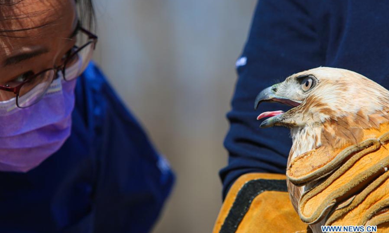 Dai Chang, a staff member with ifaw Beijing Raptor Rescue Center, checks a buteo before releasing it in Beijing, capital of China, March 20, 2021. Two buteos were released near Yeya Lake Wetland Park in Yanqing District of Beijing after three months of recovery at ifaw Beijing Raptor Rescue Center. A total of 5,386 raptors have been saved by the rescue center from 2001 to the end of 2020, over half of them have been released to the wild.(Photo: Xinhua)