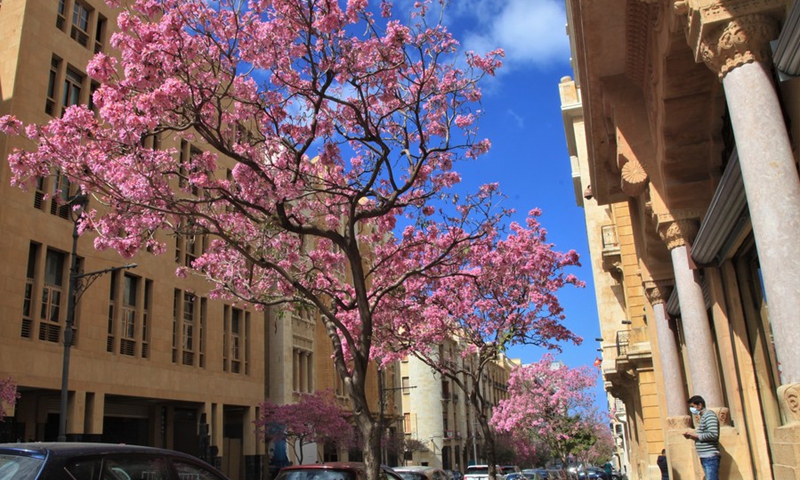 Red jacaranda trees are in full bloom along a street in downtown Beirut, Lebanon, on March 19, 2021.(Photo: Xinhua)