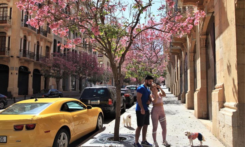 A couple check their selfies under a blooming Tabebuia tree in downtown Beirut, Lebanon, on March 21, 2021.(Photo: Xinhua)