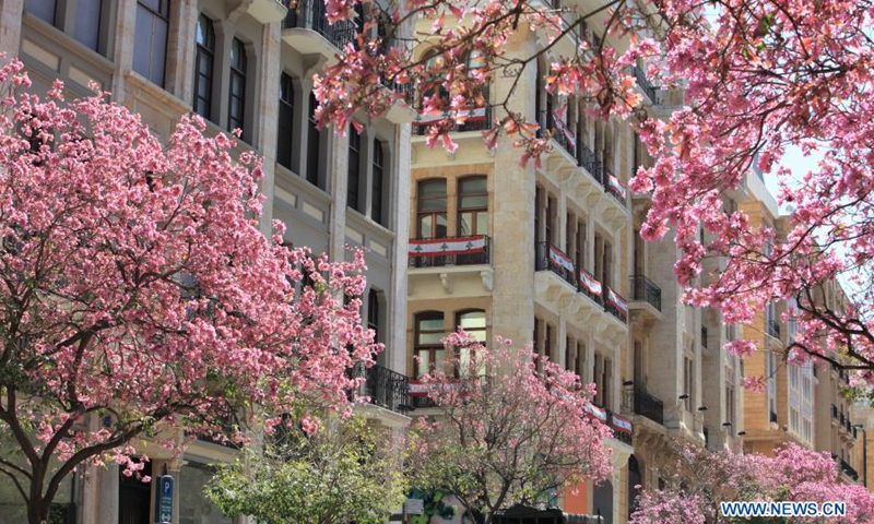 Blossoming Tabebuia rosea trees are seen along a commercial street in downtown Beirut, Lebanon, on March 21, 2021. (Photo: Xinhua)