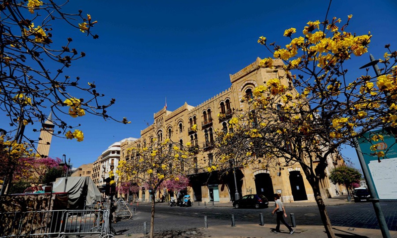 With the arrival of spring, flowering trees are in full bloom in a street in Beirut, Lebanon, on March 21, 2021.(Photo: Xinhua)