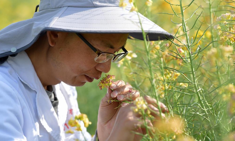 Fu Donghui checks the cole flowers in an experimental field at Jiangxi Agricultural University in Nanchang, east China's Jiangxi Province, March 24, 2021. Photo: Xinhua