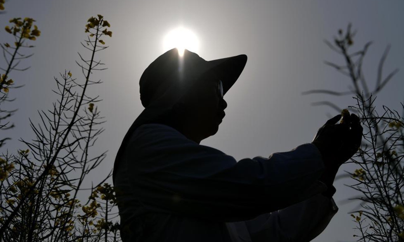 Fu Donghui checks the cole flowers in an experimental field at Jiangxi Agricultural University in Nanchang, east China's Jiangxi Province, March 24, 2021.  Photo: Xinhua