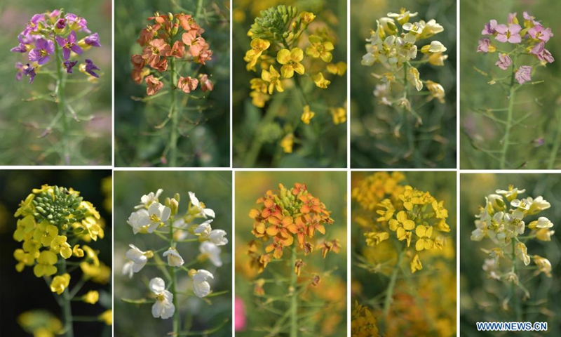 Combo photo taken on March 24, 2021 shows cole flowers of different colors in an experimental field at Jiangxi Agricultural University in Nanchang, east China's Jiangxi Province.  Photo: Xinhua