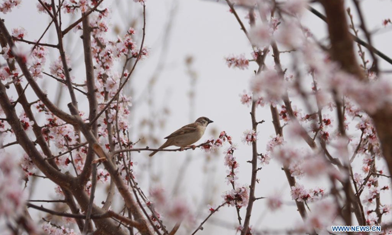 A bird stands on a branch of an apricot tree at an apricot garden in Dunhuang, northwest China's Gansu Province, March 27, 2021.(Photo: Xinhua)