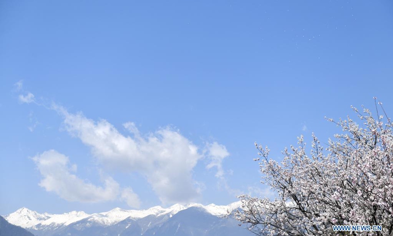 Photo taken on March 27, 2021 shows peach blossoms and snow-covered mountains in Gala village of Nyingchi, southwest China's Tibet Autonomous Region.(Photo: Xinhua)