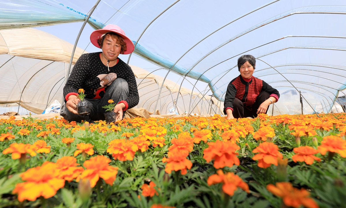 Farmers care for flowers in Suixi country, East China's Anhui Province on Sunday. It's a peak season for flower sales, and these blossoms will be sold in major cities in East China including Shanghai, Nanjing and Hangzhou. Flower planting is also an important way for local farmers to earn more money.
Photo: cnsphoto