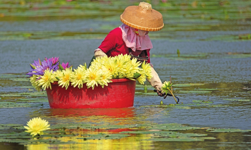 A woman harvests lotus flowers in a park in Jiaji town, South China's Hainan Province on Monday. The town has in recent years pushed for the development of tourism-related sectors. A sea of flowers adds to the beauty of the rural landscape and fuels local tourism, which boosts the income of farmers and fosters rural vitalization. Photo: cnsphoto