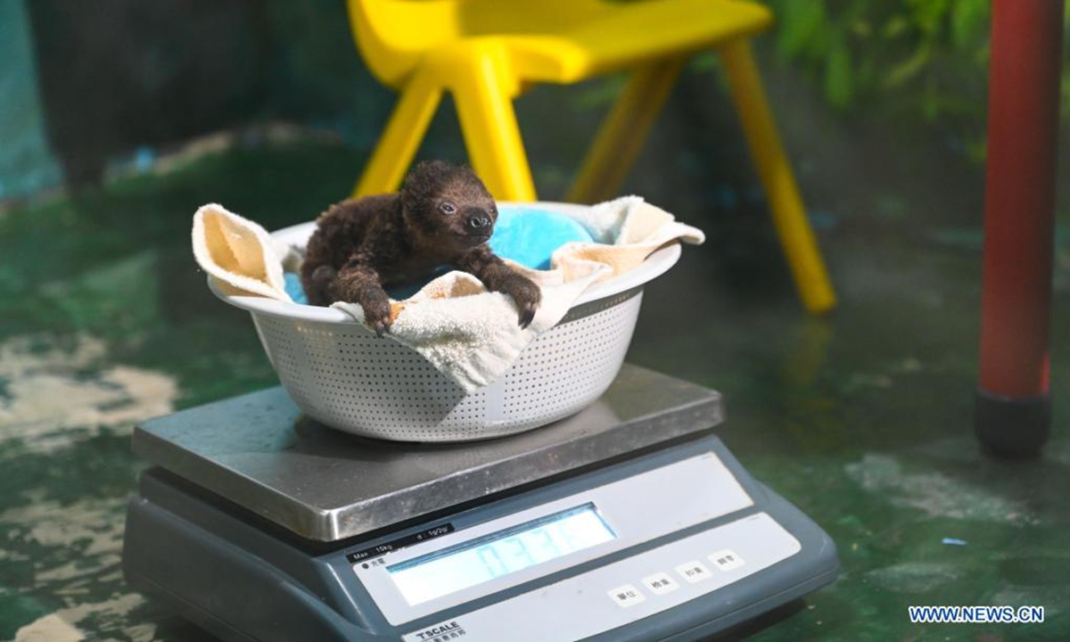 A sloth baby has its weight measured at the Hefei aquarium in Hefei, capital of east China's Anhui Province, March 30, 2021. The sloth baby, born on Feb. 27 this year in Hefei, met with the public after being taken care of for one month. The baby is the first naturally-born sloth in an artificial feeding environment in Anhui. (Xinhua/Han Xu)