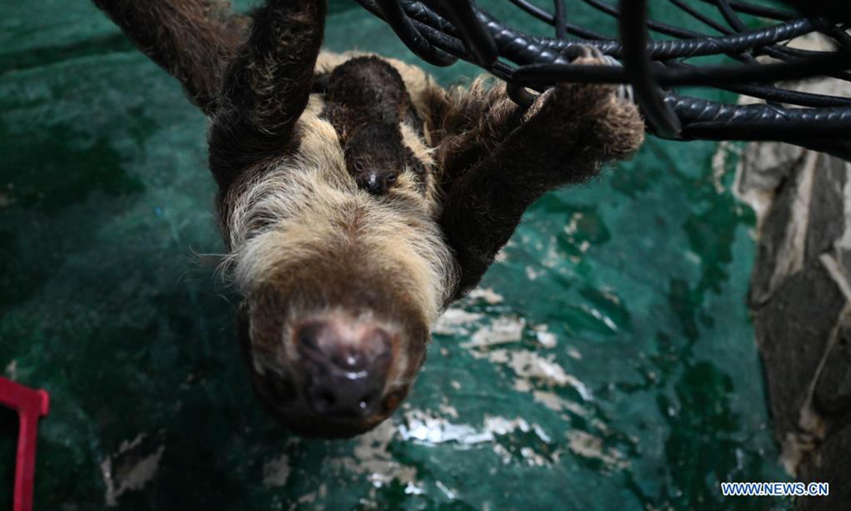 A sloth baby is seen with its mom at the Hefei aquarium in Hefei, capital of east China's Anhui Province, March 30, 2021. The sloth baby, born on Feb. 27 this year in Hefei, met with the public after being taken care of for one month. The baby is the first naturally-born sloth in an artificial feeding environment in Anhui. (Xinhua/Han Xu)