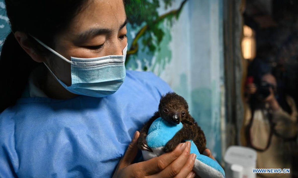 A feeder takes care of a sloth baby at the Hefei aquarium in Hefei, capital of east China's Anhui Province, March 30, 2021. The sloth baby, born on Feb. 27 this year in Hefei, met with the public after being taken care of for one month. The baby is the first naturally-born sloth in an artificial feeding environment in Anhui. (Xinhua/Han Xu)