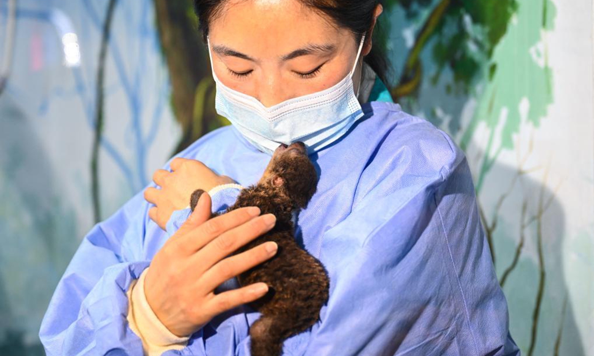 A breeder takes care of a sloth baby at the Hefei aquarium in Hefei, capital of east China's Anhui Province, March 30, 2021. The sloth baby, born on Feb. 27 this year in Hefei, met with the public after being taken care of for one month. The baby is the first naturally-born sloth in an artificial feeding environment in Anhui. (Xinhua/Han Xu)