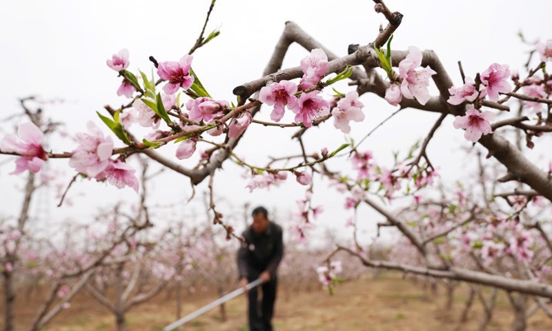 Farming activities in full swing across China - Global Times