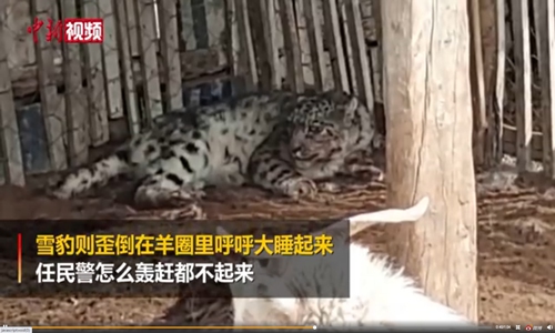 A snow leopard was found resting idly among dozens of sheep in Northwest China's Uygur Autonomous Region after it had sneaked into a sheepfold and killed 19 of them. Photo: screenshot of China News on Sina Weibo.