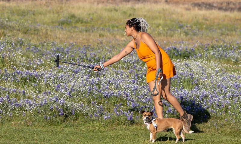 A tourist enjoys the scenery at the North Table Mountain Ecological Reserve in California, the United States, April 15, 2021.