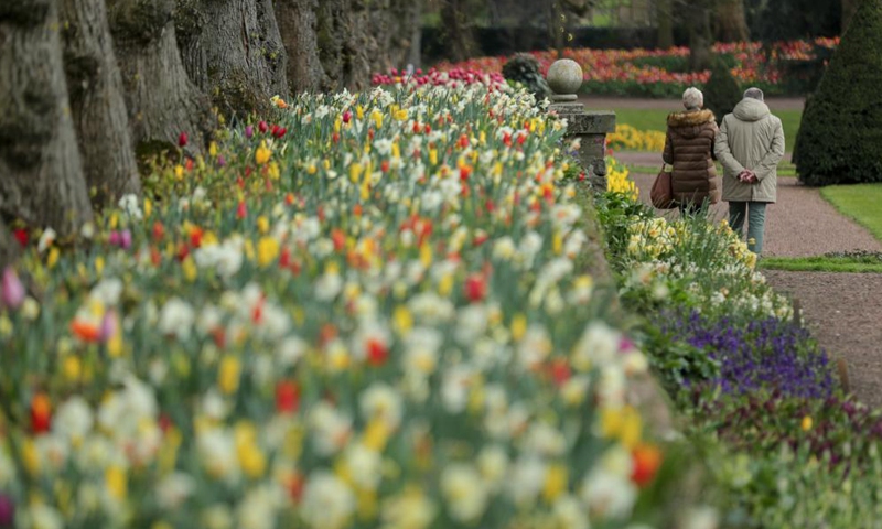 People visit the Floralia Brussels, or the 18th edition of the international flower exhibition, at the Grand Bigard castle near Brussels, Belgium, April 14, 2021. The exhibition will last until May 2. The park of 14 hectares showcases more than one million flowers, with almost 400 varieties of tulips. Hyacinths and daffodils are also well represented.  Photo: Xinhua