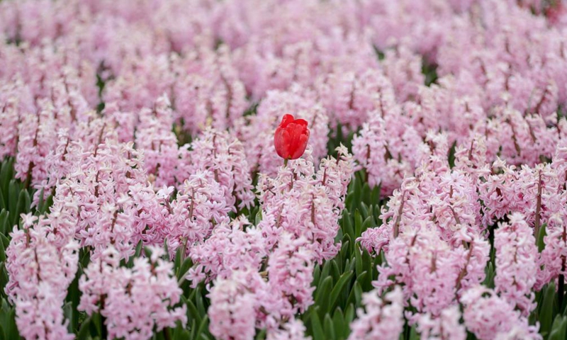 Flowers are seen at the Floralia Brussels, or the 18th edition of the international flower exhibition, at the Grand Bigard castle near Brussels, Belgium, April 14, 2021. The exhibition will last until May 2. The park of 14 hectares showcases more than one million flowers, with almost 400 varieties of tulips. Hyacinths and daffodils are also well represented. Photo: Xinhua