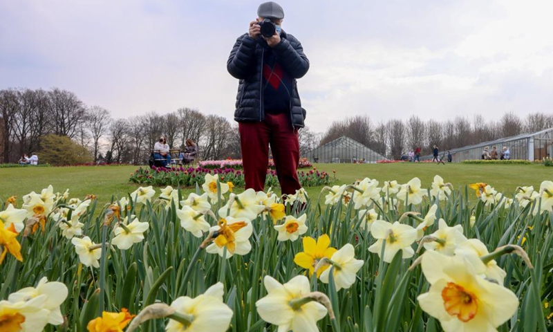 A man takes photos at the Floralia Brussels, or the 18th edition of the international flower exhibition, at the Grand Bigard castle near Brussels, Belgium, April 14, 2021. The exhibition will last until May 2. The park of 14 hectares showcases more than one million flowers, with almost 400 varieties of tulips. Hyacinths and daffodils are also well represented.  Photo: Xinhua