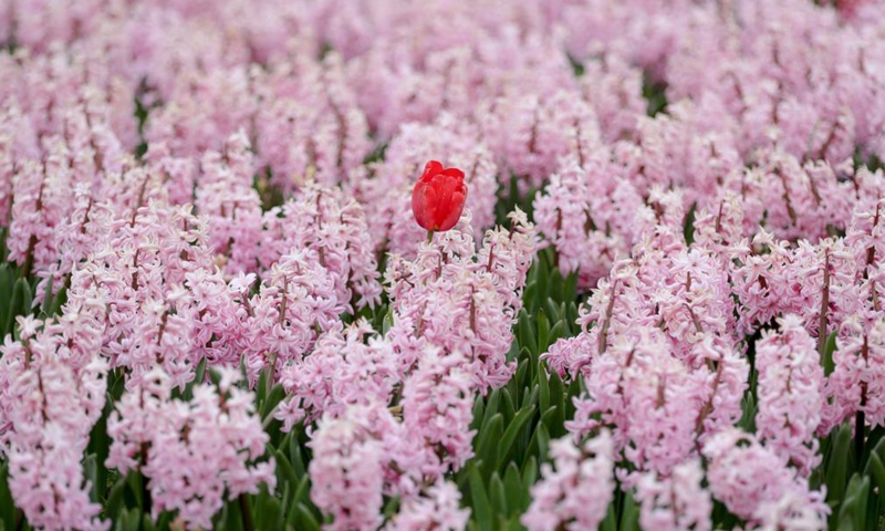 People visit the Floralia Brussels, or the 18th edition of the international flower exhibition, at the Grand Bigard castle near Brussels, Belgium, April 14, 2021. The exhibition will last until May 2. The park of 14 hectares showcases more than one million flowers, with almost 400 varieties of tulips. Hyacinths and daffodils are also well represented.Photo:Xinhua