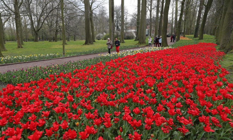 People visit the Floralia Brussels, or the 18th edition of the international flower exhibition, at the Grand Bigard castle near Brussels, Belgium, April 14, 2021. The exhibition will last until May 2. The park of 14 hectares showcases more than one million flowers, with almost 400 varieties of tulips. Hyacinths and daffodils are also well represented.Photo:Xinhua