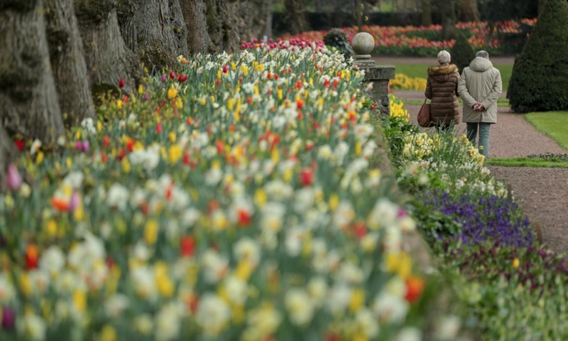 People visit the Floralia Brussels, or the 18th edition of the international flower exhibition, at the Grand Bigard castle near Brussels, Belgium, April 14, 2021. The exhibition will last until May 2. The park of 14 hectares showcases more than one million flowers, with almost 400 varieties of tulips. Hyacinths and daffodils are also well represented.Photo:Xinhua