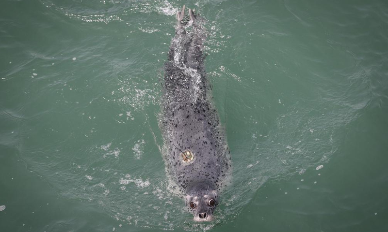 Eight spotted seals released into sea in Dalian - Global Times