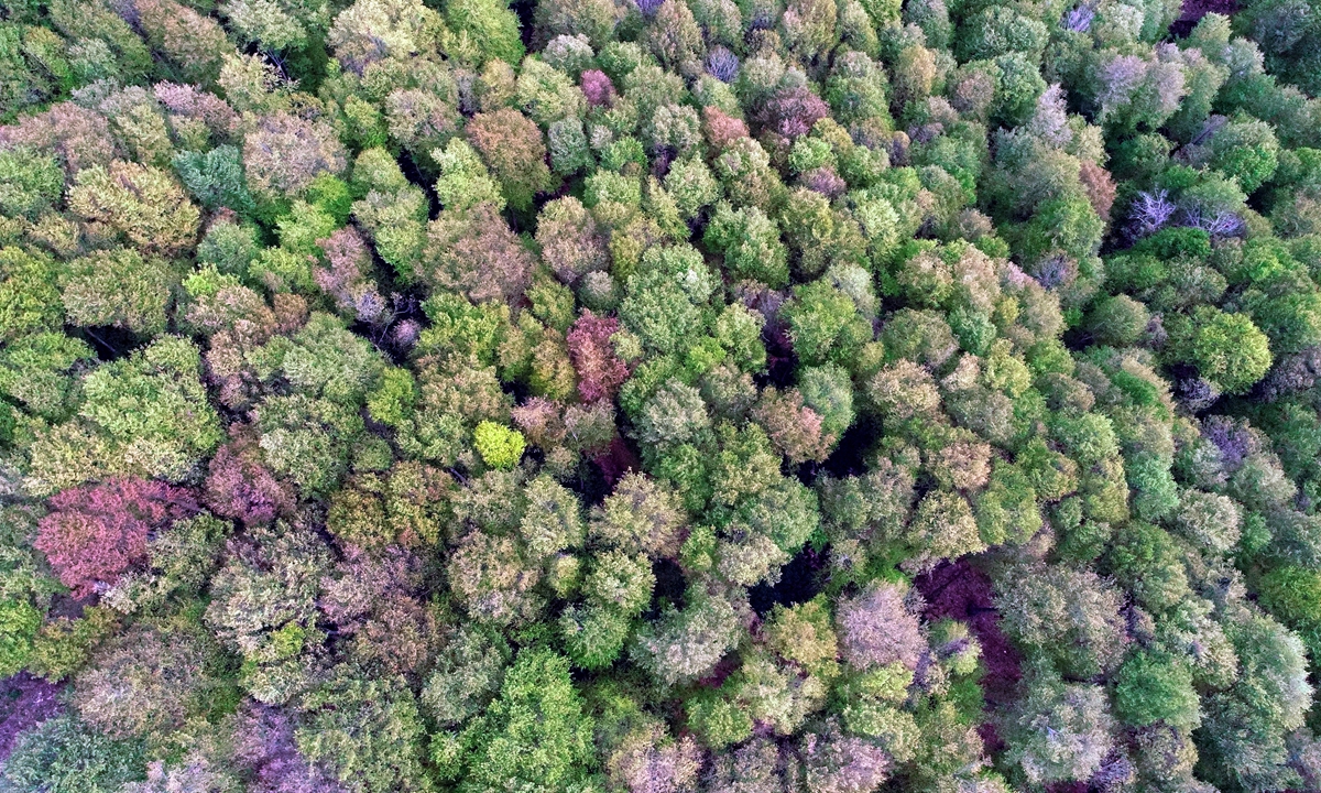 A drone photo shows aerial view of Igneada's Floodplain Forests National Park in Demirkoy district of Kirklareli province in northern west Turkey on April 28, 2020. Photo: VCG 