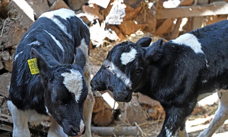 A two-headed calf (R) is seen at a barn in Lazec, North Macedonia, on April 20, 2021. The young calf has fused skulls, two pairs of eyes, two mouths and two ears. It breathes regularly, sucks milk and slowly straightens her legs.  Photo: Xinhua