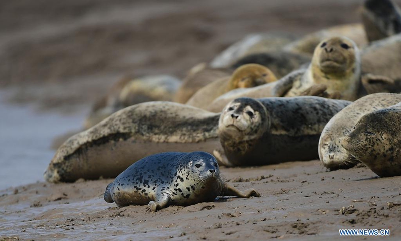 Spotted seals seen in northeast China's Liaoning - Global Times