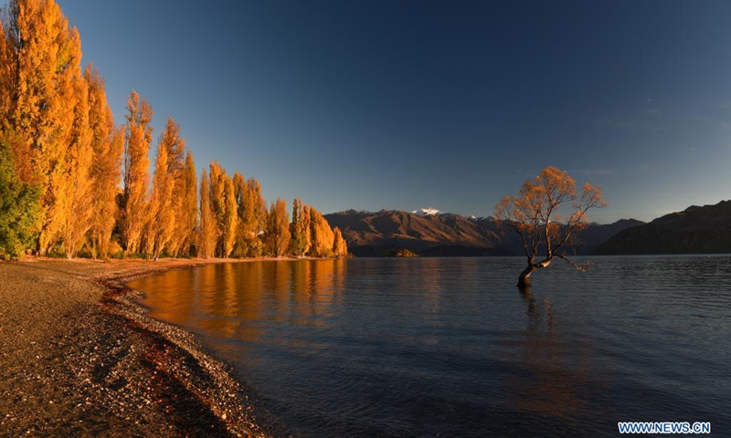 Photo taken on April 20, 2021 shows the autumn scenery by Lake Wanaka in the South Island of New Zealand.(Photo: Xinhua)