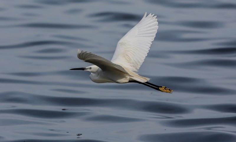 A little egret flies at the Las Pinas-Paranaque Wetland Park in Las Pinas City, the Philippines, on April 21, 2021. (Photo: Xinhua)