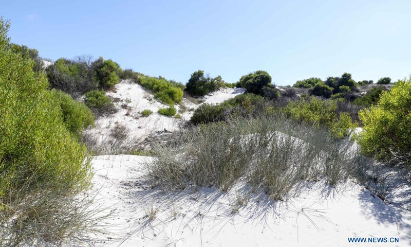 Photo taken on April 23, 2021 shows vegetation at the Witzands Aquifer Nature Reserve, in northern Cape Town, South Africa. The Witzands Aquifer Nature Reserve is famous for the Atlantis dunes which cover 500 hectares of the reserve. It is a flora and fauna-rich landscape. Below the surface, a large underground natural aquifer supplies the surrounding communities with water. The reserve offers activities such as off-road driving, quad biking and sand boarding.Photo:Xinhua