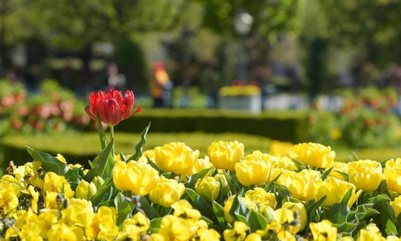 Flowers are pictured at the Volksgarten in Vienna, Austria, April 23, 2021.Photo:Xinhua