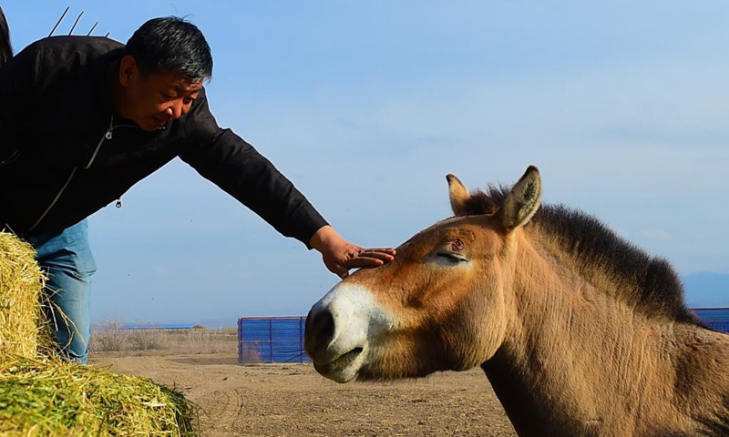 Zhan Yanbao, a researcher of Xinjiang Wild Horse Breeding and Research Centers, strokes a Przewalski's horse in Jimsar County, northwest China's Xinjiang Uygur Autonomous Region, April 21, 2021.(Photo: Xinhua)