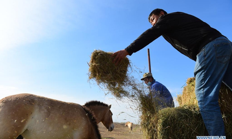 Zhan Yanbao (R), a researcher of Xinjiang Wild Horse Breeding and Research Center, feeds Przewalski's horses in Jimsar County, northwest China's Xinjiang Uygur Autonomous Region, April 21, 2021.(Photo: Xinhua)