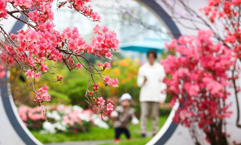 Azalea blossoms are pictured at Azalea Festival in Rizhao, east China's Shandong Province, April 24, 2021. The third Azalea Festival (Rizhao) kicked off here on Saturday.(Photo: Xinhua)