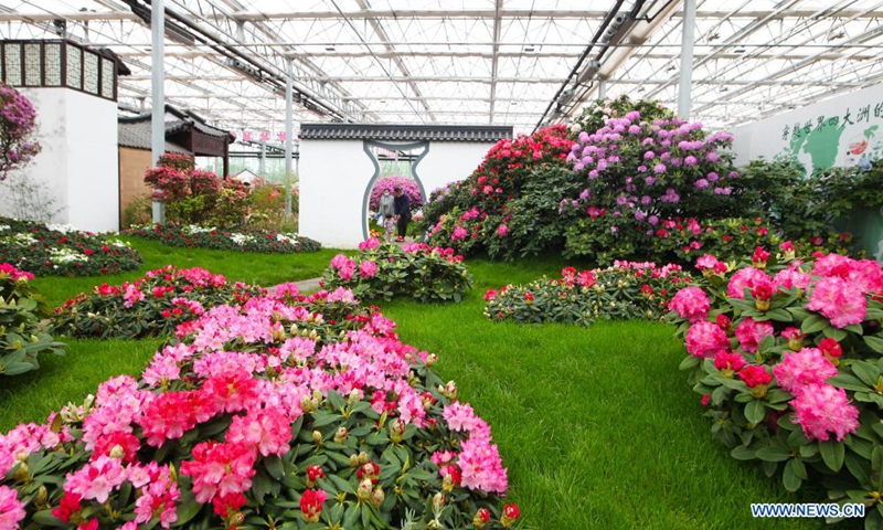 Azalea blossoms are pictured at Azalea Festival in Rizhao, east China's Shandong Province, April 24, 2021. The third Azalea Festival (Rizhao) kicked off here on Saturday.(Photo: Xinhua)