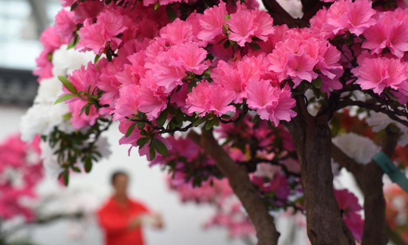 Azalea blossoms are pictured at Azalea Festival in Rizhao, east China's Shandong Province, April 24, 2021. The third Azalea Festival (Rizhao) kicked off here on Saturday.(Photo: Xinhua)