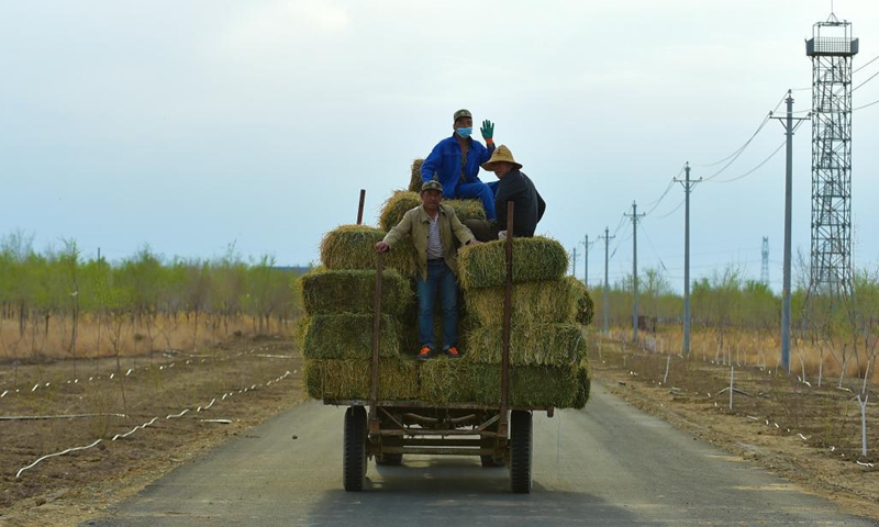 Breeders of Xinjiang Wild Horse Breeding and Research Center transport fodder for Przewalski's horses in Jimsar County, northwest China's Xinjiang Uygur Autonomous Region, April 21, 2021.(Photo: Xinhua)