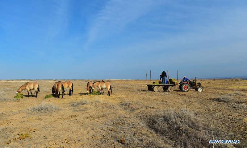 Staff of Xinjiang Wild Horse Breeding and Research Center, feed Przewalski's horses in Jimsar County, northwest China's Xinjiang Uygur Autonomous Region, April 21, 2021.(Photo: Xinhua)