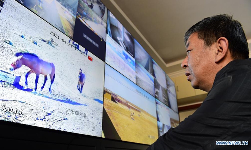 Zhan Yanbao, a researcher of Xinjiang Wild Horse Breeding and Research Center, observes Przewalski's horses through surveillance cameras in Jimsar County, northwest China's Xinjiang Uygur Autonomous Region, April 21, 2021.(Photo: Xinhua)