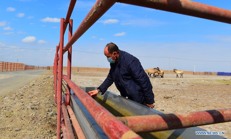 Gao Shouqin, breeder of Xinjiang Wild Horse Breeding and Research Center, cleans a water trough in Jimsar County, northwest China's Xinjiang Uygur Autonomous Region, April 24, 2021.(Photo: Xinhua)