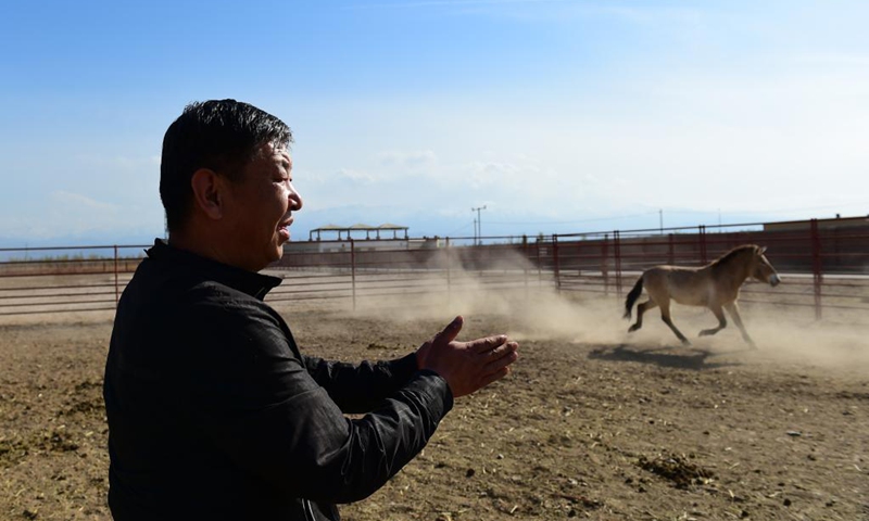 Zhan Yanbao, a researcher of Xinjiang Wild Horse Breeding and Research Center, carries out a trial of wild exercising on Przewalski's horses in Jimsar County, northwest China's Xinjiang Uygur Autonomous Region, April 21, 2021.(Photo: Xinhua)