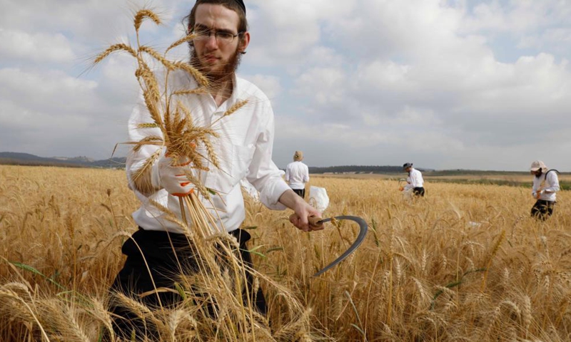 Ultra-Orthodox Jews harvest wheat in a field near central Israeli city of Modiin, April 26, 2021. Some 50 ultra-Orthodox Jews took part in an annual harvest ritual on Monday, collecting wheat that will later be used to make the traditional unleavened bread eaten during the holiday of Passover. Photo: Xinhua