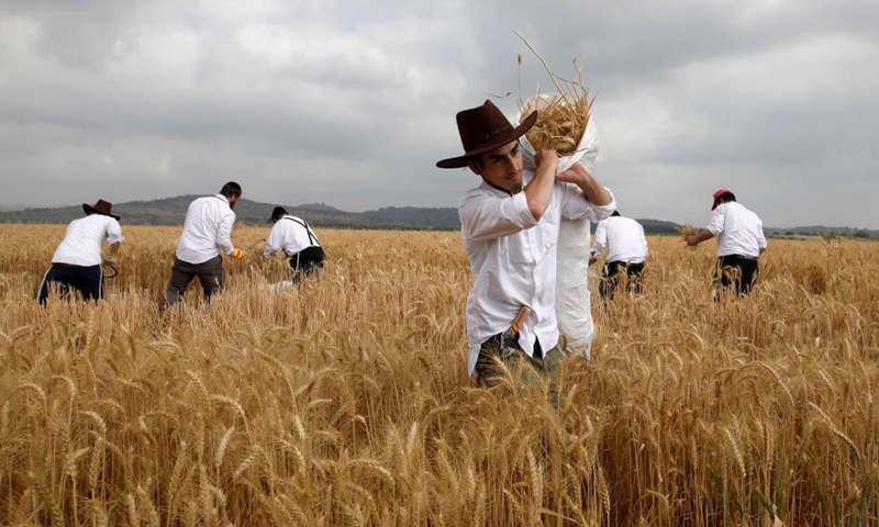 Ultra-Orthodox Jews harvest wheat in a field near central Israeli city of Modiin, April 26, 2021. Some 50 ultra-Orthodox Jews took part in an annual harvest ritual on Monday, collecting wheat that will later be used to make the traditional unleavened bread eaten during the holiday of Passover. Photo: Xinhua