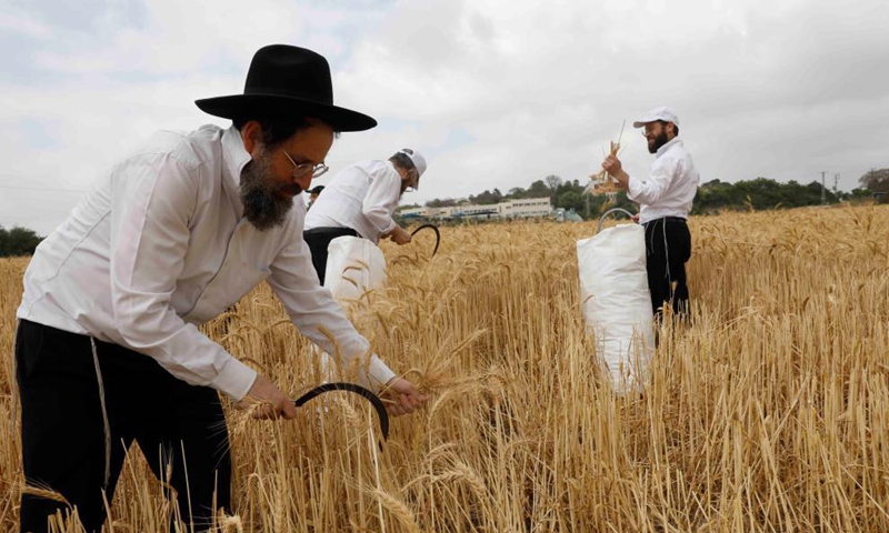 Ultra-Orthodox Jews harvest wheat in a field near central Israeli city of Modiin, April 26, 2021. Some 50 ultra-Orthodox Jews took part in an annual harvest ritual on Monday, collecting wheat that will later be used to make the traditional unleavened bread eaten during the holiday of Passover. Photo: Xinhua