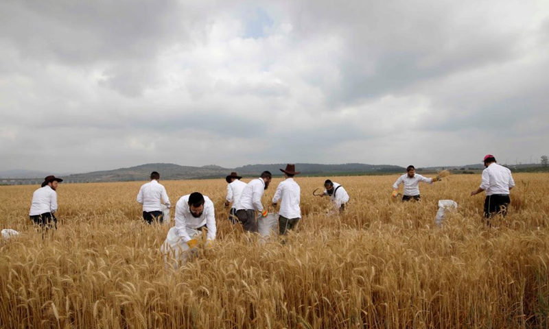 Ultra-Orthodox Jews harvest wheat in a field near central Israeli city of Modiin, April 26, 2021. Some 50 ultra-Orthodox Jews took part in an annual harvest ritual on Monday, collecting wheat that will later be used to make the traditional unleavened bread eaten during the holiday of Passover. Photo: Xinhua