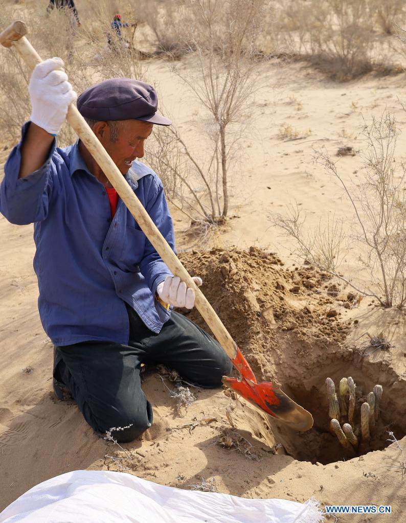 A farmer harvests cistanche in Bayannur City, north China's Inner Mongolia Autonomous Region, May 8, 2021. Abundant rainfall has brought a good harvest of cistanche, a sand-control plant widely grown on the edge of the Ulan Buh Desert, the eighth-largest in China.  Photo: Xinhua