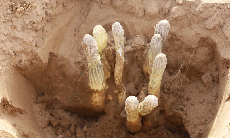 Photo taken on May 8, 2021 shows cistanche in Bayannur City, north China's Inner Mongolia Autonomous Region. Abundant rainfall has brought a good harvest of cistanche, a sand-control plant widely grown on the edge of the Ulan Buh Desert, the eighth-largest in China.  Photo: Xinhua